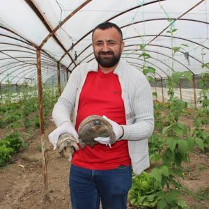 Serasına kaplumbağa dadandı
