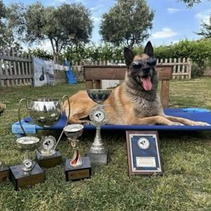 Afetlerde görev alıp, sayısız yaşamın kurtarılmasına yardımcı oldu… Kahraman köpek ‘Bob’ öldü