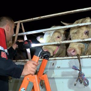 İstanbulda Kurbanlık Hayvan Girişleri Başladı