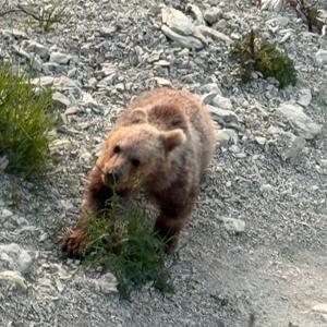 Bartında Sahile İnen Yavru Boza