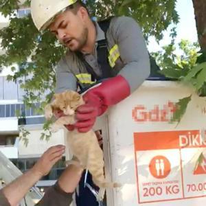 Salihlide ağaçta mahsur kalan kedi kurtarıldı