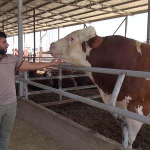 Kurban pazarındaki 1 ton 400 kiloluk boğa, alıcısını bekliyor