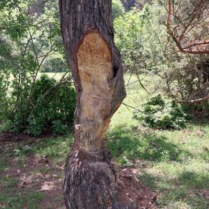 Tokatta çam ağaçları çıra için tahrip edildi