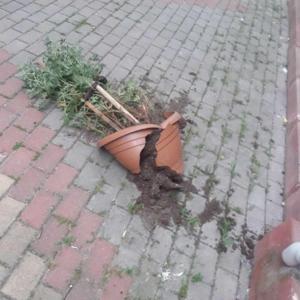Pamukovada fırtına etkili oldu