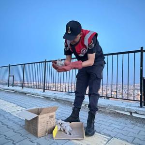 Kiliste yol kenarında bulunan kartal yavruları koruma altına alındı