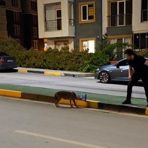 Başına poşet takılan çakalı vatandaş kurtardı