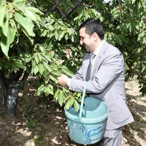 Belen’de yılın ilk kirazı hasat edildi