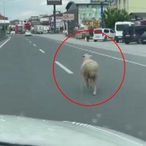 Kaçan kurbanlık koyun kara yoluna çıktı