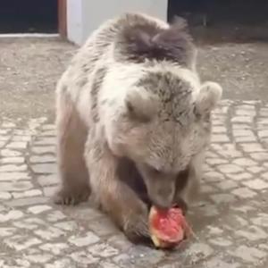 Akşam karpuz verdikleri bozayı sabah geri geldi