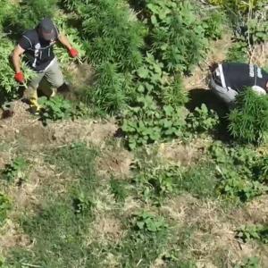 Dronla tespit edilen 1220 kök kenevir imha edildi