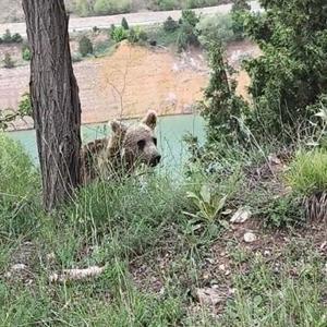Yavru Ayı, Cep Telefonuyla Görüntülendi