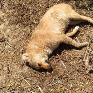 Zehirlendikleri öne sürülen 6 sokak köpeği ile 2 kedi öldü