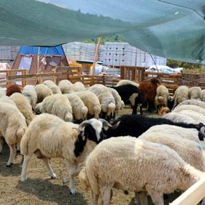 Bodrumda kurban satış ve kesim yerleri belirlendi