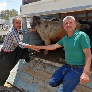 Gazipaşadaki kurban pazarında hareketlilik