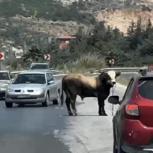 Kaçan kurbanlık boğa kara yoluna çıktı
