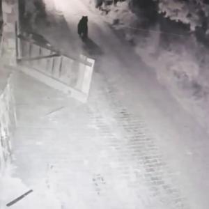 Köye inip bahçe kapısını açan boz ayı kamerada