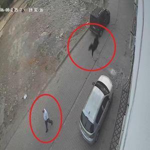 Kesilmek isterken kaçan keçi damdan düştü; o anlar kamerada