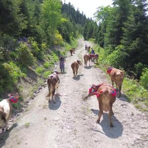 Karadeniz’de türkülü manili renkli yayla göçü