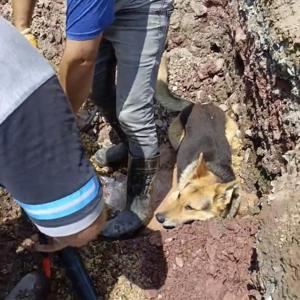 Kazı alanındaki su birikintisine giren köpek kamerada