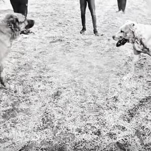 Kayseride köpek dövüştüren 8 kişiye gözaltı