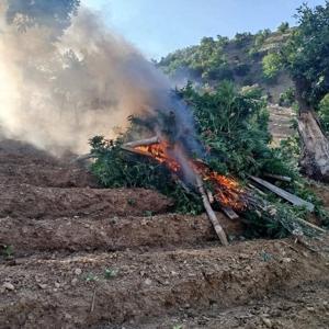 Bingöl’de 15 bin 300 kök kenevir ele geçirildi