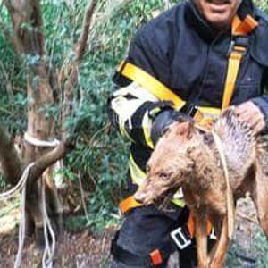 Kuyuya düşen çakal kurtarıldı