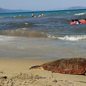Kuşadasında ölü deniz kaplumbağası kıyıya vurdu