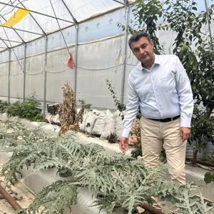 Volkanik cüruf ile topraksız tarım yapılıyor