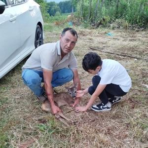 Orduda yaralı yavru karaca tedavi altına alındı