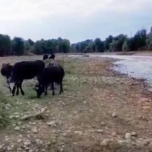 Mudurnu Çayı’nda kirlilik