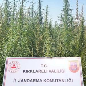 Kırklarelide 102 bin kök kenevir ele geçirildi