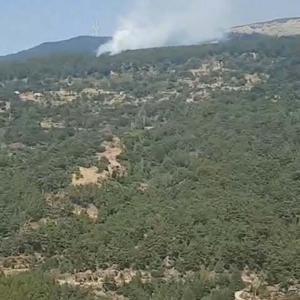 Aydında orman yangını
