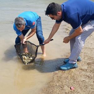 Kozan Kilgen Barajına 321 bin adet pullu sazan yavrusu bırakıldı
