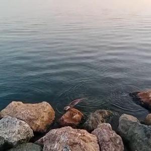 Zonguldakta su samuru görüntülendi