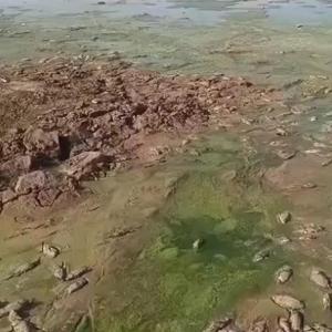 Şırnakta debisi düşen göletlerde toplu balık ölümleri