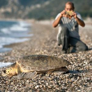 Çıralıda işletmeler, caretta carettaları sahiplendi