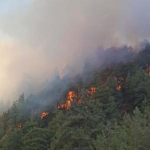 Denizlide orman yangını