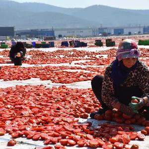 İzmirde kuru domates mesaisi