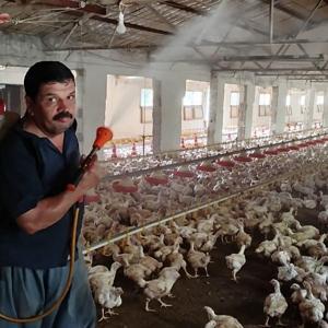 Aşırı sıcakta tavukları buzlu suyla serinletiyor