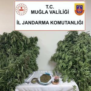 Muğlada uyuşturucu operasyonu