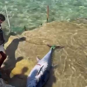 Çeşmede kıyıya vuran orkinoslar için inceleme