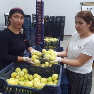 Mut beyazı incir, tanesi 20 TLden ihraç ediliyor