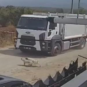 Ezerek öldürdükleri köpekleri çöp kamyonuna atıp götürdüler; o anlar kamerada
