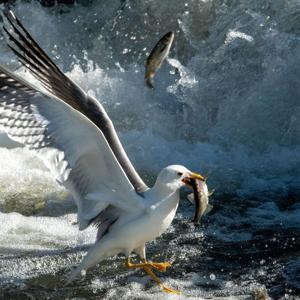 Van Gölünde avlanabilir balık stoku 7 bin 500 ton