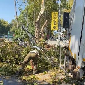 İstanbul - Bakırköy’de rüzgarın etkisiyle devrilen ağaç, Atatürk Ormanının girişini kapattı