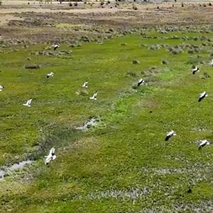 Afrikadan yola çıkan leylekler Erzincanda