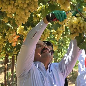 Hatay’da üzüm bağlarında hasat başladı; rekolte beklentisi 85 bin ton