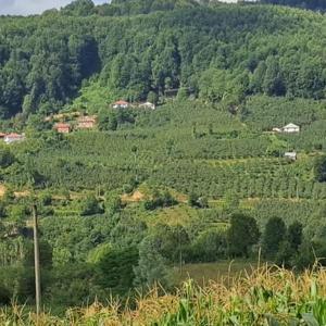 Ordu’da internet direkleri ve kabloları çalındı
