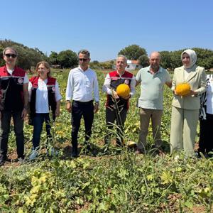 Çeşme kavununda hasat zamanı