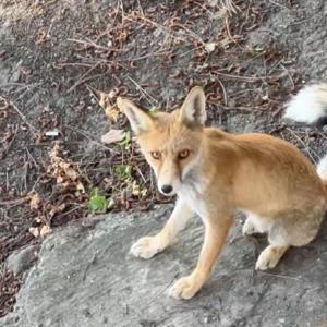 Yemekhane görevlilerinin 7 aydır beslediği kızıl tilki, işçilerin maskotu oldu